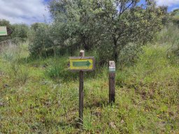 Flora del Cerro Masatrigo
